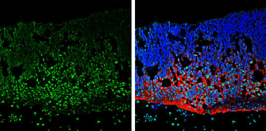NeuN antibody