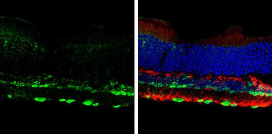 NeuN antibody