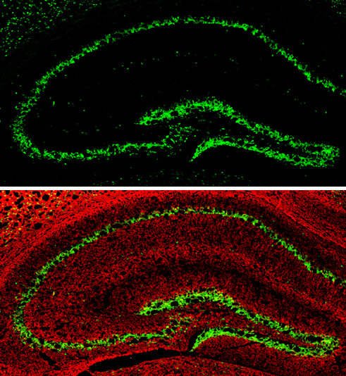 NeuN antibody