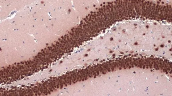 Anti-NeuN antibody (GTX132974) | GeneTex
