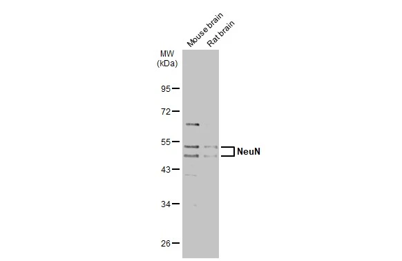 Various tissue extracts (50 μg) were separated by 10% SDS-PAGE, and the membrane was blotted with NeuN antibody (GTX132974) diluted at 1:1000. The HRP-conjugated anti-rabbit IgG antibody (GTX213110-01) was used to detect the primary antibody.