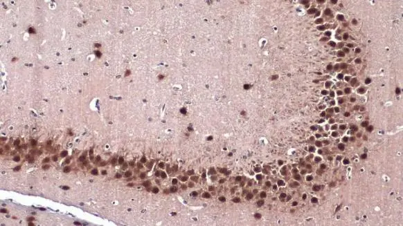 Anti-NeuN antibody (GTX132974) | GeneTex
