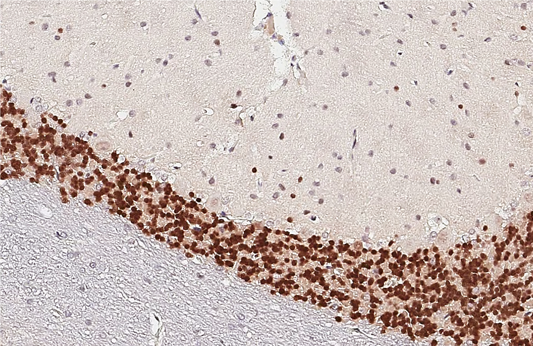 Anti-NeuN antibody (GTX132974) | GeneTex Anti-NeuN antibody (GTX132974) | GeneTex
