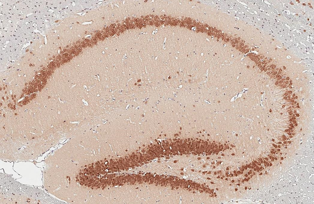 Anti-NeuN antibody (GTX132974) | GeneTex