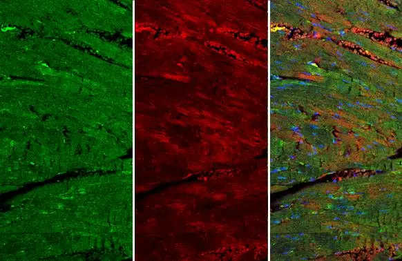 VASP antibody detects VASP protein at cell membrane and cytoplasm by immunohistochemical analysis. Sample: Paraffin-embedded mouse heart. Green: VASP stained by VASP antibody (GTX132983) diluted at 1:250. Red: beta Actin, a cytoskeleton marker, stained by beta Actin antibody [GT5512] (GTX629630) diluted at 1:500. Blue: Fluoroshield with DAPI (GTX30920). Antigen Retrieval: Citrate buffer, pH 6.0, 15 min
