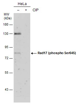 Rad17 (phospho Ser645) antibody