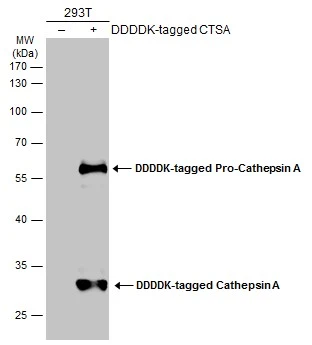 Non-transfected (–) and transfected (+) 293T whole cell extracts (30 μg) were separated by 10% SDS-PAGE, and the membrane was blotted with Cathepsin A antibody (GTX133016) diluted at 1:1000. The HRP-conjugated anti-rabbit IgG antibody (GTX213110-01) was used to detect the primary antibody. Non-transfected (–) and transfected (+) 293T whole cell extracts (30 μg) were separated by 10% SDS-PAGE, and the membrane was blotted with Cathepsin A antibody (GTX133016) diluted at 1:1000. The HRP-conjugated anti-rabbit IgG antibody (GTX213110-01) was used to detect the primary antibody.