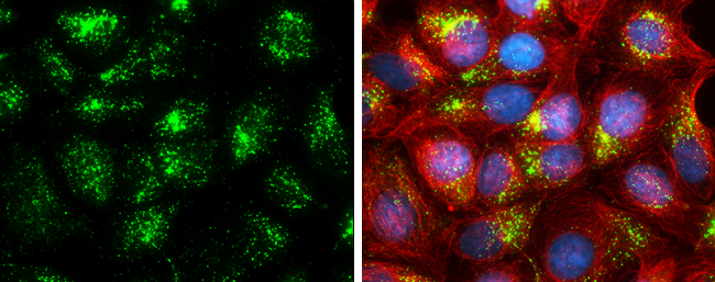 Cathepsin D antibody detects Cathepsin D protein at lysosome by immunofluorescent analysis. Sample: MCF-7 cells were fixed in ice-cold MeOH for 5 min. Green: Cathepsin D stained by Cathepsin D antibody (GTX133019) diluted at 1:500. Red: alpha Tubulin, a cytoskeleton marker, stained by alpha Tubulin antibody [GT114] (GTX628802) diluted at 1:500. Blue: Hoechst 33342 staining.