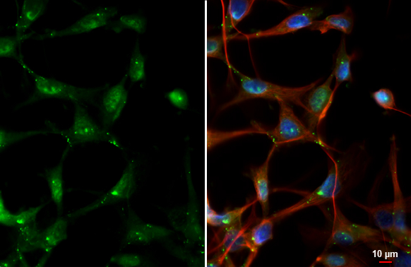Connexin 43 antibody detects Connexin 43 protein by immunofluorescent analysis. Sample: U87-MG cells were fixed in ice-cold MeOH for 5 min. Green: Connexin 43 stained by Connexin 43 antibody (GTX133022) diluted at 1:500. Red: phalloidin, a cytoskeleton marker diluted at 1:200. Blue: Hoechst 33342 staining.