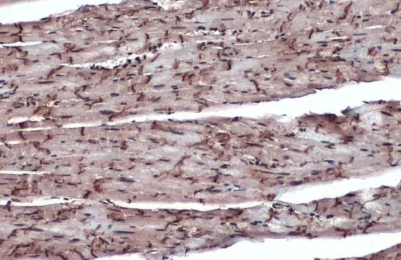 Connexin 43 antibody detects Connexin 43 protein at cell membrane and cytoplasm by immunohistochemical analysis. Sample: Paraffin-embedded mouse heart. Connexin 43 stained by Connexin 43 antibody (GTX133022) diluted at 1:1000. Antigen Retrieval: Citrate buffer, pH 6.0, 15 min