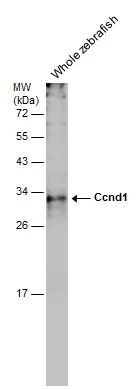 Whole zebrafish extract (30 ug) was separated by 12% SDS-PAGE,and the membrane was blotted with Ccnd1 antibody (GTX133053) diluted at 1:5000.