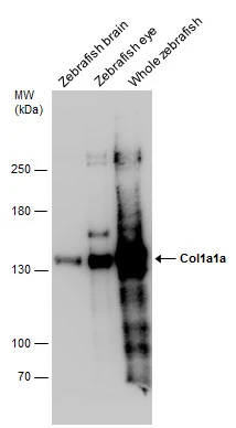 Col1a1a antibody