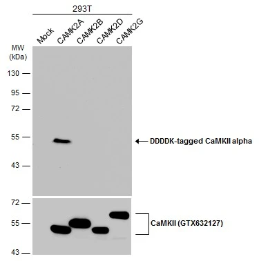 Non-transfected (–) and transfected (+) 293T whole cell extracts (30 μg) were separated by 10% SDS-PAGE, and the membrane was blotted with CaMKII alpha antibody (GTX133071) diluted at 1:5000. The HRP-conjugated anti-rabbit IgG antibody (GTX213110-01) was used to detect the primary antibody.