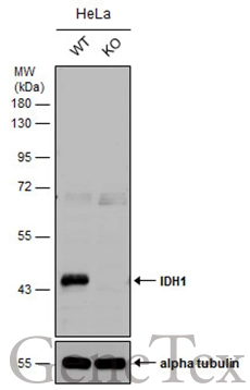 Wild-type (WT) and IDH1 knockout (KO) HeLa cell extracts (30 μg) were separated by 10% SDS-PAGE, and the membrane was blotted with IDH1 antibody (GTX133076) diluted at 1:500. The HRP-conjugated anti-rabbit IgG antibody (GTX213110-01) was used to detect the primary antibody. Wild-type (WT) and IDH1 knockout (KO) HeLa cell extracts (30 μg) were separated by 10% SDS-PAGE, and the membrane was blotted with IDH1 antibody (GTX133076) diluted at 1:500. The HRP-conjugated anti-rabbit IgG antibody (GTX213110-01) was used to detect the primary antibody.