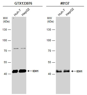 Various whole cell extracts (30 μg) were separated by 7.5% SDS-PAGE, and the membranes were blotted with IDH1 antibody (GTX133076) diluted at 1:1000 and competitor's antibody (CST#8137) diluted at 1:1000. The HRP-conjugated anti-rabbit IgG antibody (GTX213110-01) was used to detect the primary antibody. Various whole cell extracts (30 μg) were separated by 7.5% SDS-PAGE, and the membranes were blotted with IDH1 antibody (GTX133076) diluted at 1:1000 and competitor's antibody (CST#8137) diluted at 1:1000. The HRP-conjugated anti-rabbit IgG antibody (GTX213110-01) was used to detect the primary antibody.