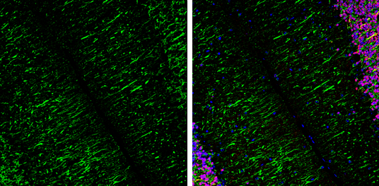 MAP2 antibody detects MAP2 protein expression by immunohistochemical analysis. Sample: Frozen-sectioned adult mouse cerebellum. Green: MAP2 protein stained by MAP2 antibody (GTX133110) diluted at 1:250. Red: NeuN, stained by NeuN antibody [2Q158] (GTX30773) diluted at 1:500. Blue: Fluoroshield with DAPI (GTX30920).