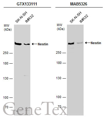 Nestin antibody