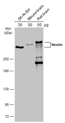 Nestin antibody