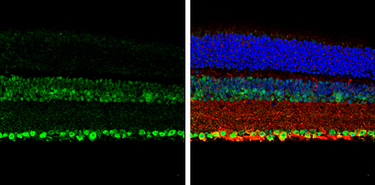 NeuN antibody detects NeuN protein expression by immunohistochemical analysis. Sample: Paraffin-Embedded adult mouse retina. Green: NeuN protein stained by NeuN antibody (GTX133127) diluted at 1:250. Red: beta Tubulin 3/ TUJ1, stained by beta Tubulin 3/ TUJ1 antibody [GT11710] (GTX631836) diluted at 1:250. Blue: Fluoroshield with DAPI (GTX30920). 
 Antigen Retrieval: Citrate buffer, pH 6.0, 15 min
