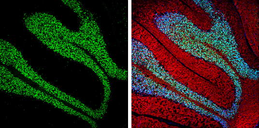 NeuN antibody detects NeuN protein expression by immunohistochemical analysis. Sample: Frozen-sectioned adult mouse cerebellum. Green: NeuN protein stained by NeuN antibody (GTX133127) diluted at 1:250. Red: beta Tubulin 3/ TUJ1, stained by beta Tubulin 3/ TUJ1 antibody [GT11710] (GTX631836) diluted at 1:500. Blue: Fluoroshield with DAPI (GTX30920).