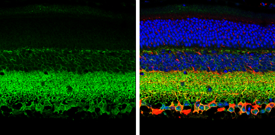 KCC2 antibody