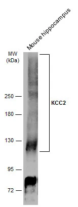 KCC2 antibody
