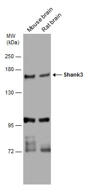 SHANK3 antibody