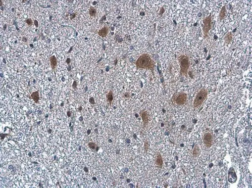 Neuropeptide Y antibody