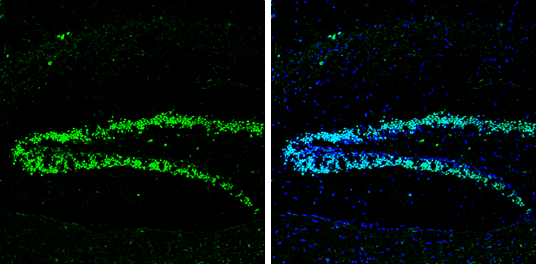 Neuropeptide Y antibody detects Neuropeptide Y protein by immunohistochemical analysis. Sample: Frozen-sectioned mouse hippocampus. Green: Neuropeptide Y stained by Neuropeptide Y antibody diluted at 1:250. Blue: Fluoroshield with DAPI (GTX30920).