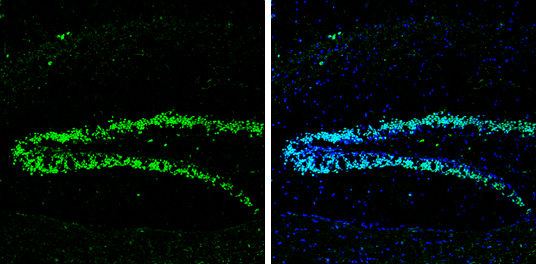 Neuropeptide Y antibody