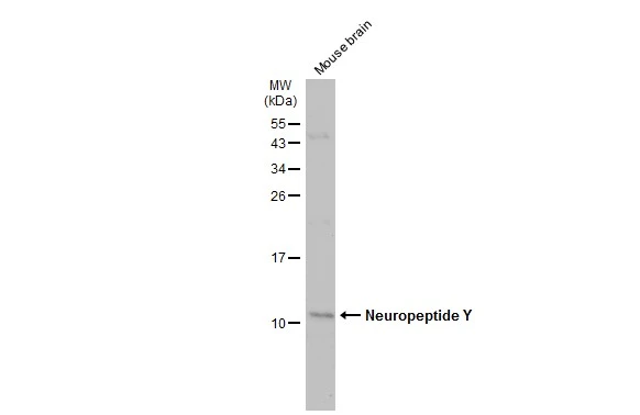 Neuropeptide Y antibody