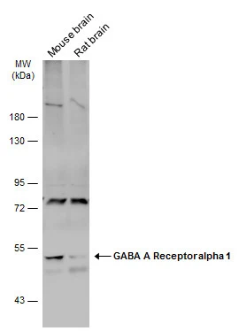 GABA A Receptor alpha 1 antibody