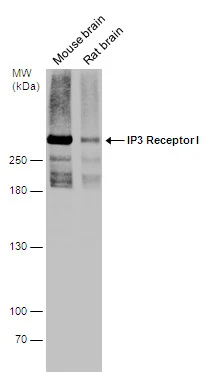 IP3 Receptor I antibody