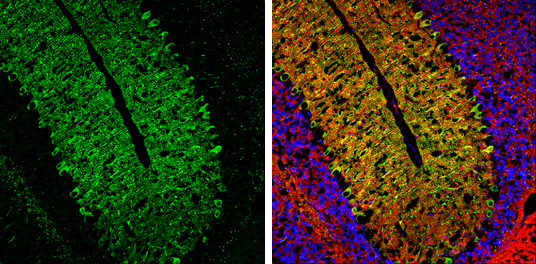 IP3 Receptor I antibody