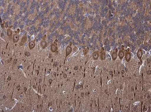PSD95 antibody detects PSD95 protein at cell membrane and cytoplasm in mouse brain by immunohistochemical analysis. Sample: Paraffin-embedded mouse brain. PSD95 antibody (GTX133167) diluted at 1:500. 
 Antigen Retrieval: Citrate buffer, pH 6.0, 15 min