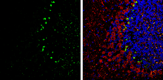 PSD95 antibody detects PSD95 Protein expression by immunohistochemical analysis. Sample: Frozen-sectioned adult mouse cerebellum. Green: PSD95 stained by PSD95 antibody (GTX133167) diluted at 1:250. Red: NF-H, stained by NF-H antibody [GT114] (GTX634289) diluted at 1:500. Blue: Fluoroshield with DAPI (GTX30920). 
 Antigen Retrieval: Citrate buffer, pH 6.0, 10 min