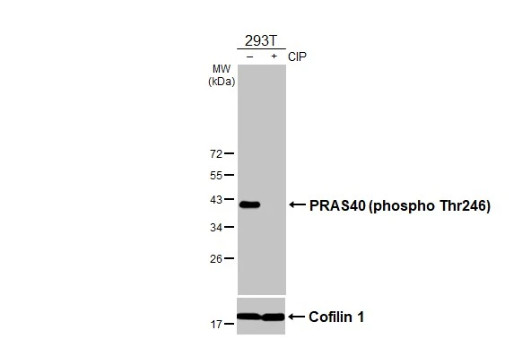 Untreated (–) and treated (+) 293T whole cell extracts (30 μg) were separated by 12% SDS-PAGE, and the membrane was blotted with PRAS40 (phospho Thr246) antibody (GTX133176) diluted at 1:1000. The HRP-conjugated anti-rabbit IgG antibody (GTX213110-01) was used to detect the primary antibody.