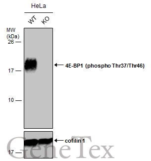 Wild-type (WT) and 4E-BP1 (phospho Thr37/Thr46) knockout (KO) HeLa cell extracts (30 μg) were separated by 15% SDS-PAGE, and the membrane was blotted with 4E-BP1 (phospho Thr37/Thr46) antibody (GTX133182) diluted at 1:500. The HRP-conjugated anti-rabbit IgG antibody (GTX213110-01) was used to detect the primary antibody.