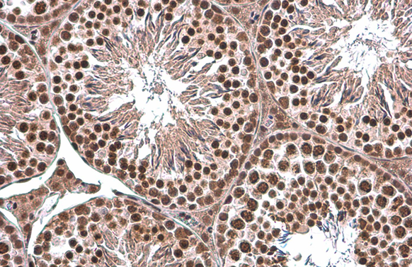 TBP antibody detects TBP protein at nucleus by immunohistochemical analysis. Sample: Paraffin-embedded mouse testis. TBP stained by TBP antibody (GTX133204) diluted at 1:500. Antigen Retrieval: Citrate buffer, pH 6.0, 15 min