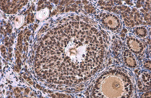 TBP antibody detects TBP protein at nucleus by immunohistochemical analysis. Sample: Paraffin-embedded mouse ovary. TBP stained by TBP antibody (GTX133204) diluted at 1:500. Antigen Retrieval: Citrate buffer, pH 6.0, 15 min