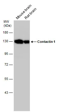 Contactin 1 antibody