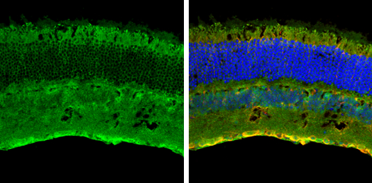 Contactin 1 antibody
