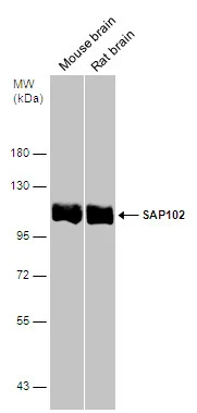 SAP102 antibody