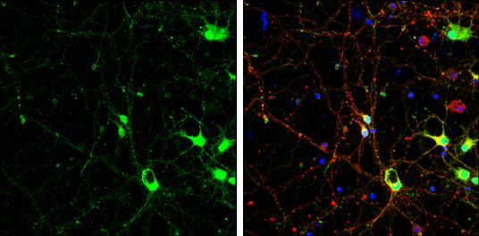 SAP102 antibody