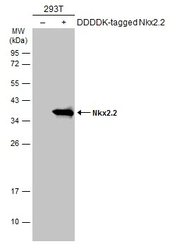 Nkx2.2 antibody