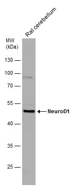 NeuroD1 antibody