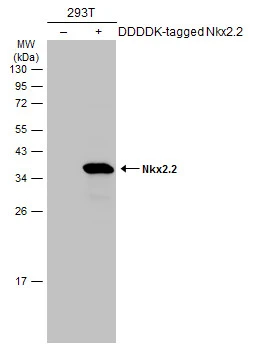 Nkx2.2 antibody