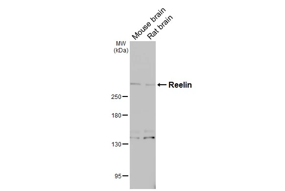 Reelin antibody