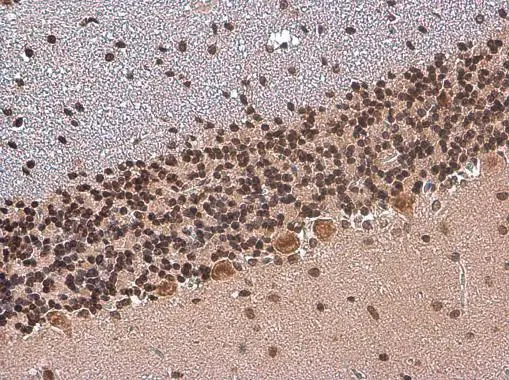 TBR1 antibody