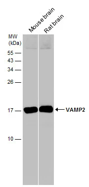 VAMP2 antibody